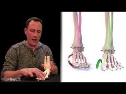 Big Toe Alignment And Arch Support Tensegrity Toe Alignment Foot Exercises Big Toe