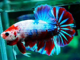 What Is A Galaxy Betta Fish Forum