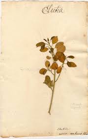 Image result for Clutia pulchella