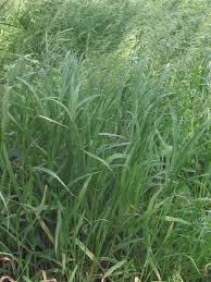 Image result for Leptochloa coerulescens