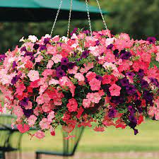 Easy Wave Beachcomber Mix Petunia Seeds Wave Petunias Petunias Beautiful Flowers Garden