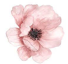 Flower Watercolor Painting Clip Art Pink Hand Painted Flowers 1780 1684 Transprent Png Free Download Watercolor Flowers Paintings Flower Painting Flower Art