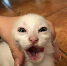 Видео #1 kucing kaget kocak banget канала raihan anbhirama. 12 Ide Meme Kucing Foto Kucing Lucu Anak Kucing