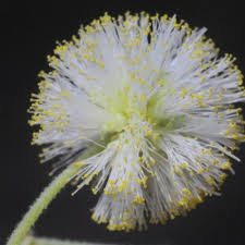 Image result for Ceropegia arenarioides