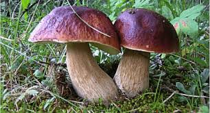 Saison Des Cepes Medoc Atlantique