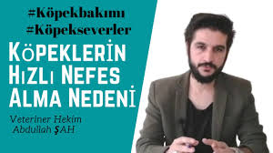 Kopekler Neden Hizli Hizli Nefes Alir Veteriner Hekim Abdullah Sah Youtube
