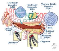 Understanding Your Cholesterol Numbers Cleveland Clinic