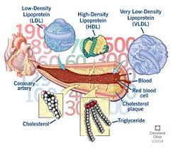 understanding your cholesterol numbers cleveland clinic