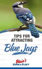 Tips For Attracting Blue Jays Blain S Farm Fleet Blog Blue Jay Bird Blue Jays Blue Jay