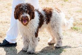 The current median price of bull terriers in california is $1,875.00. Lagotto Romagnolo Dogs And Puppies For Sale In The Uk Pets4homes
