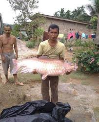 Negara atau wilayah yang memasok paling banyak adalah cina, taiwan. Laburaku Ikan Merah 27 Kg Nyangkut Jaring Warga Di Facebook