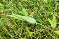 Image result for Acroceras zizanioides