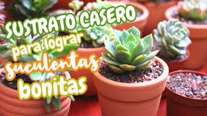 Hola en este video les voy a explicar como hacer sustrato para cactus y suculentas este es el video con version larga y. Sustrato Casero Y Barato Para Lograr Suculentas Bonitas Y Sanas Receta Facil Y Rapido Youtube