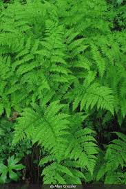 Image result for Felicia anthemidodes