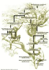 Hominid To Homosapiens Tree Human Evolution Tree