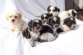 Finding the right dog can make a positive difference in a senior's life. Mom 7 Puppies Thriving After Being Rescued From Northern B C Property With 119 Dogs Vanderhoof Omineca Express