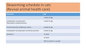 Vaccination And Deworming Program In Cat And Dogs