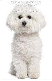 How To Raise A Happy Dog Evcil Hayvanlar Sevimli Kopekler Ve Hayvanlar