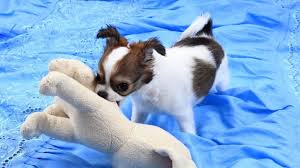 Applehead chihuahuas are considered an akc standard. Teacup Chihuahua Puppies Price Lifespan And Care Basics