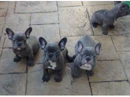 Beautiful english bulldog x pit bull mix with a great owner!!! Stunning French Bulldog Puppies For Sale Blue French Bulldog Puppies French Bulldog Blue French Bulldog Puppies