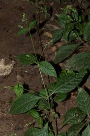 Image result for Pupalia micrantha