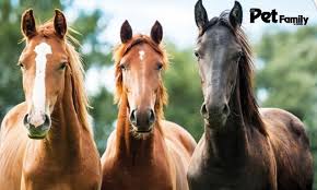 Ho 11 anni! allora quella bambina non è così piccola! La Comunicazione Del Cavallo Comportamento E Abitudini Pet Family