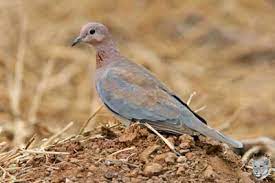 Laughing Dove