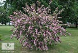 Catalogue of life en : Weigela Styriaca Weigelie Styriaca
