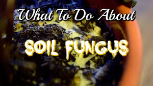 Maybe you would like to learn more about one of these? Got Soil Fungus Here S What You Need To Do Next Youtube