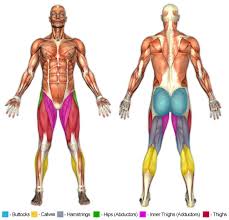 Gluteus maximus, hamstrings (long head of biceps femoris, semitendinosus this hip abductor stretch will improve flexibility: Hip Abductor Exercises Chunk Fitness