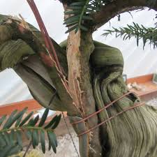 Yew Tanuki 4 Bonsai Yamadori From Tony Tickle