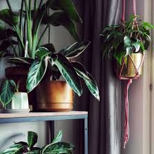 Lowes grow lights for plants. Indoor Plant Guide The New York Times