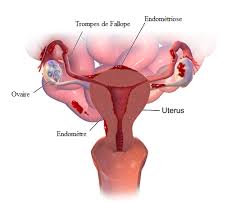 Retrouvez et consultez les derniers reportages et actualités sur symptômes grossesse : Archives Des Maladies Infos Grossesse
