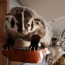 Twin Sister's Taxidermy