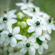 Image result for Ornithogalum seineri