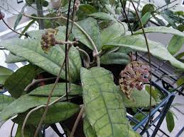 Hoya Finlaysonii Hoya Plants Plants Wax Flowers
