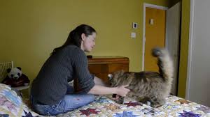 What is an average price for a siberian cat or kitten? 5 Things To Know About Siberian Cats