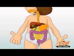 How The Human Body Works Kids Animation Learn Series 1 Digestive System Video Homeschool Science Teaching Science Science Education
