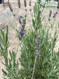 Image result for Lavandula