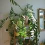 Plantcare Indoor Plant Hire from tula.house