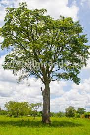 Image result for Milicia