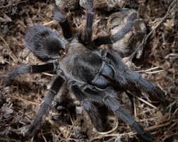 Check spelling or type a new query. Steindachner S Ebony Tarantula Aphonopelma Steindachneri Inaturalist Ca