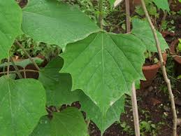 Image result for Gmelina