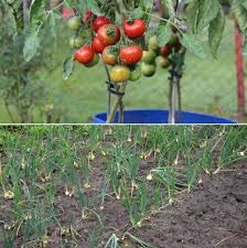 Visit our store in kochi, india. Home Vegetable Garden Ideas In India A Full Guide Gardening Tips
