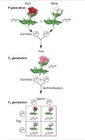 (target 3) the diagram shows the flow of organic molecules through an ecosystem. What Is An Example Of Incomplete Dominance Quora