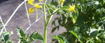 'sungold' produces large clusters of 1 1/4 in. Cherry Tomato Lycopersicon Lycopersicum Sungold