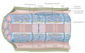 Includes anatomy of the femur quiz. Muscle Tissue Amboss