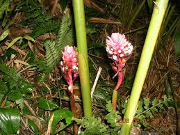 Image result for Renealmia