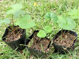 野草 松葉 びわの葉 アーユルヴェーダ 自然etc 矢戸田自然塾 自然農法 無農薬 無化学肥料 無肥料 の野菜 梅を和歌山の山あいから宅配 農家民泊