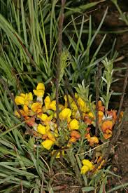 Image result for Pearsonia